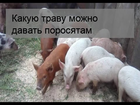 Какую траву можно давать поросятам