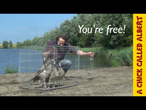 Surprising Bird Release Takes Unexpected Turn