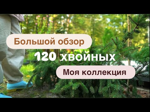 Большой обзор моей хвойной коллекции #домвсибири #хвойнаяколлекция