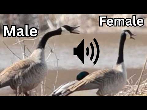 Canada Goose Calls In Territorial And Courtship Behavior