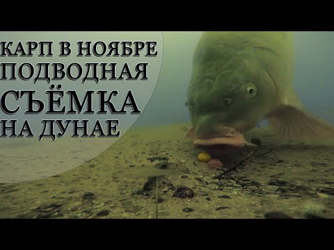 Карп в Ноябре Подводная съёмка на Дунае