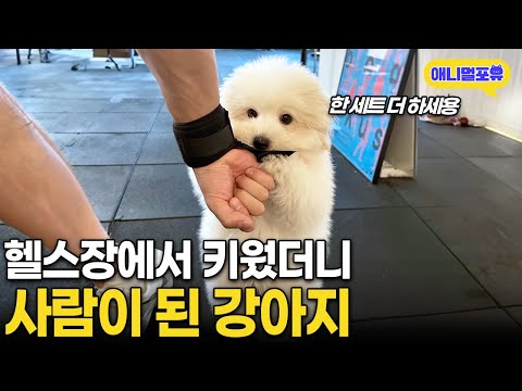 “회원님 한 세트 더 하세요” 헬스장에서 강아지 키웠더니 I KBS 동물은 훌륭하다 250324 방송