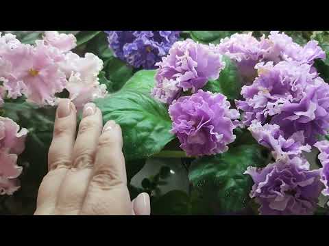 Цветущие фиалки - обзор сортов