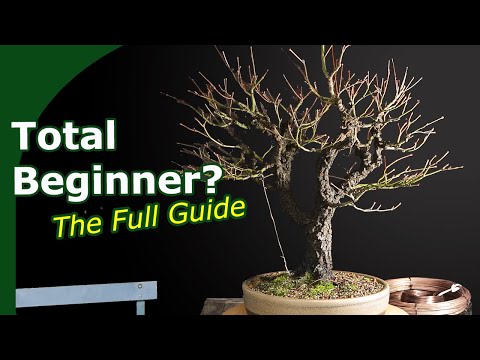 The Bonsai Guide for Beginners (No Fluff, Just Facts)