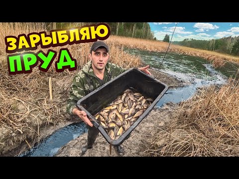 Зарыбляю пруд! Ловля карпа руками в болоте.Спускаю озеро.