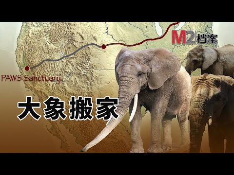 三頭大象命運堪憂，他們要離開多倫多動物園，新家在4000多公里外，必須一起，怎麽辦