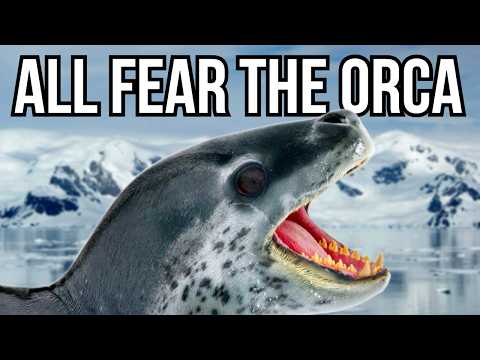4 Groups Of Animals That Are Only Really Hunted By The Orca