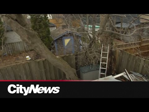 Homeowner says developer tried to cut down tree on his property