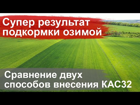 Опыты Cultan 2020 промежуточные результаты внесения КАС 32 - пшеница, Березовка, Харьковский район