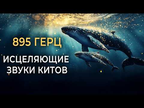 🐋 895гц Исцеляющее Пение Китов для Удаления Энергетических Блоков, Снятия Напряжения и Глубокого Сна