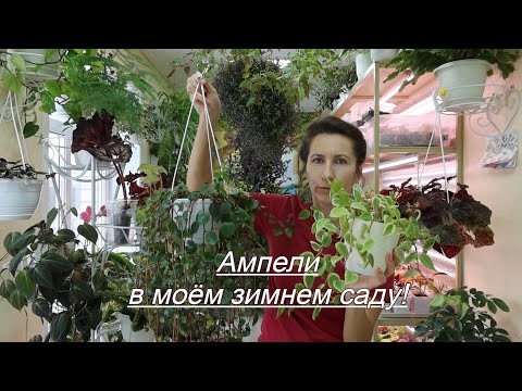 Ампельные комнатные растения, обзор на февраль 2025 г.!