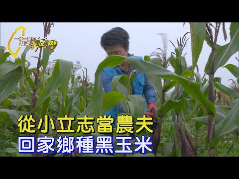 【嘉義】台大農藝畢業回鄉實現農夫夢 無毒栽種黑寶玉米∣一步一腳印【克服萬難玉米農夫夢】20250323