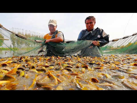 探秘泥鳅的养殖工厂，到底是越大越贵还是越小越好？带你一口气看完更多的养殖工厂