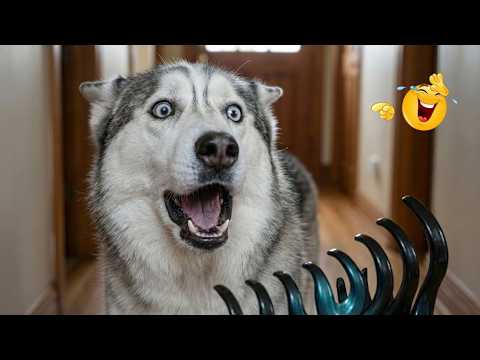 I Canโt Believe These Dogs Are Still This Funny ๐ Best Funny Dog Videos of 2026 ๐ถ