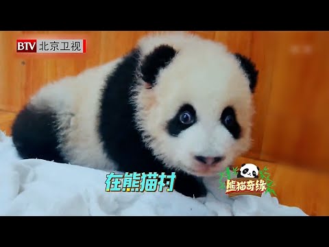 这只大熊猫竟然会英语！不愧是美国回来的海归,“泰山”的出生曾轰动整个华盛顿,回中国时竟还有专机护送！【熊猫奇缘】