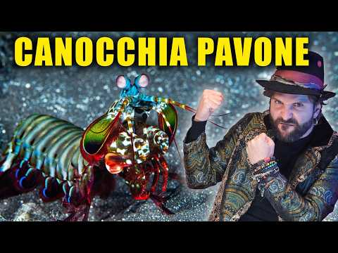 I cazzotti del crostaceo picchiatore