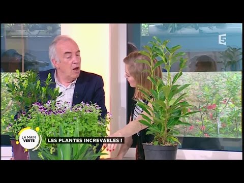 Les plantes increvables !