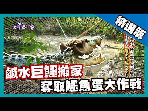 【砂勞越】16英呎鹹水巨鱷 總統套房搬家大作戰 ｜《世界第一等》544集精華版