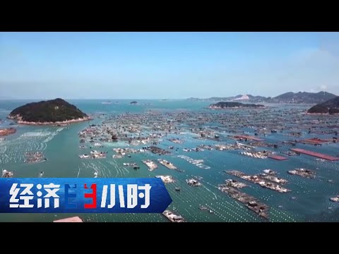 海洋牧场忙春耕，连江“鲍”业凭何占全国三分之一？海上春耕藏着怎样的“鲍”富密码？《经济半小时》 20250424  |  财经风云