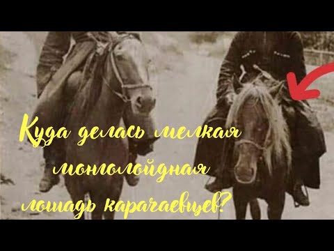 Куда делась мелкая монголойдная лошадь карачаевцев?