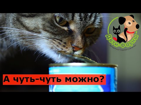 What shouldn't you feed cats and kittens? Ten foods you shouldn't feed your pets?