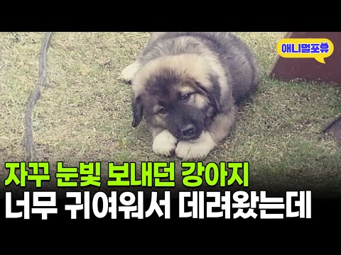 자꾸 눈빛 보내길래 데려온 강아지가.. 알고보니 러시아 경비견이라니 I KBS 동물극장 단짝 230722 방송