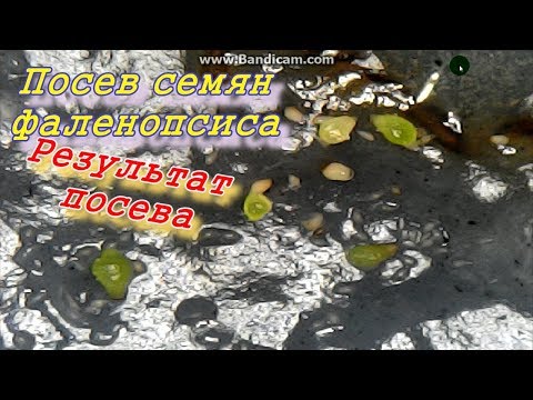 Посев семян орхидей. Результаты посева.