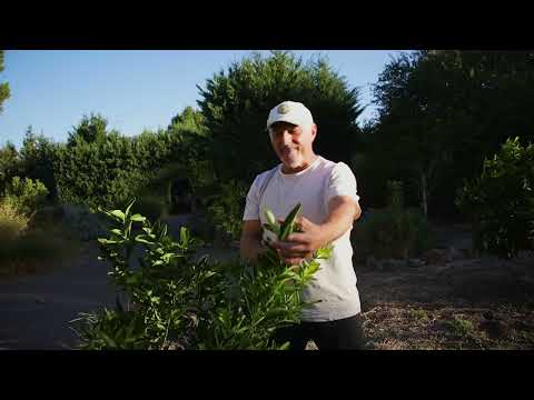 Pruning Citrus Trees: Simple tips for a better shape and more fruit