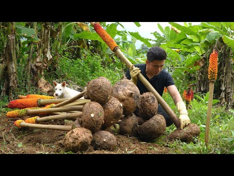 The wild root that everyone fears, yet the young chef still dared to try cooking it.