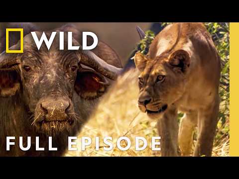 Lion vs. Cape Buffalo: When Prey Fights Back | Lion Battle Zone (Full Episode) | Nat Geo Animals