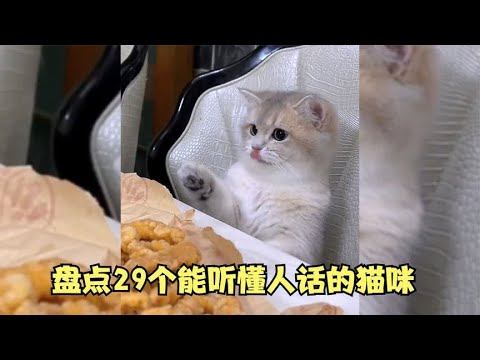 盘点29个能听懂人话的猫咪，与主人无障碍交流，太有灵性了