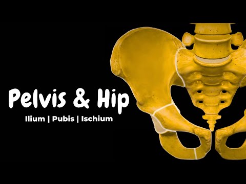 Pelvis & Hip Bone: Parts, Landmarks & Articulation | Anatomy