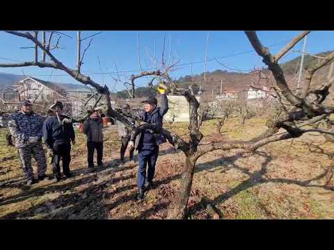 감나무전정 보수교육