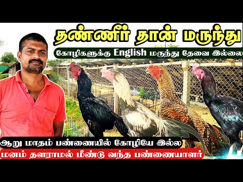நாட்டுக்கோழி வளர்ப்பில் இப்படி வளர்த்தால் நோயிலிருந்து பாதுகாக்கலாம் | Country poultry farming #farm
