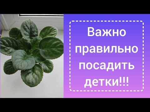 I am separating violet babies from the mother leaf. PART 2