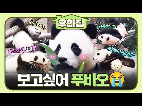 [🏠#우와집] 모두가 사랑했던 푸바오와의 만남♥️과 이별💧 몰아보기 #TV동물농장 #동물 #우와한비디오 #우와비