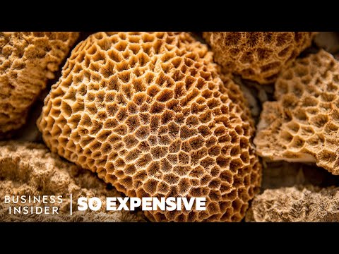 Why Sea Sponges Are So Expensive | So Expensive