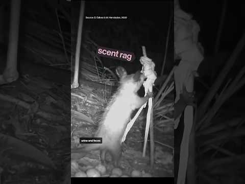 A new animal friendship in the Amazon