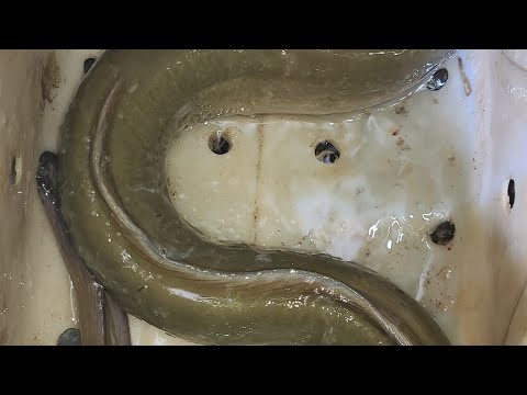 소양호 영하권 대물장어