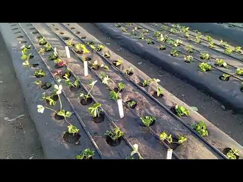 Получили посылку с саженцами клубники, высаживаем на агроволокно