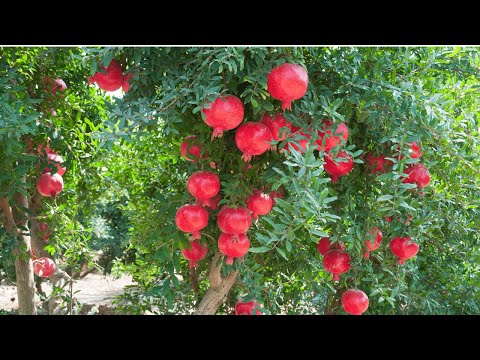 Reasons For No Fruit On Pomegranate Tree | Boost Flowering, Yield and Size