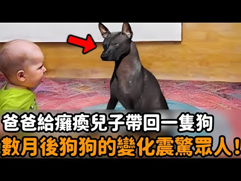 爸爸給癱瘓兒子帶回一隻狗，數月後奇跡發生了，獸醫：這不是狗...#奇跡 #癱瘓 #父愛 #狗狗 #金毛 #感動 #動物情感 #動物故事 #真實故事 #不可思議 #心靈飼養員