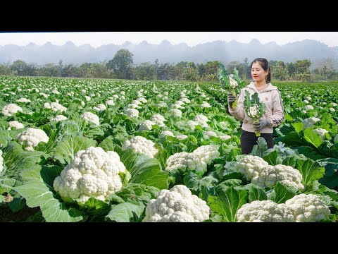 Harvesting Cauliflower Goes To Countryside Market Sell - Raise many chickens on the farm