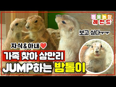 [#TV동물농장레전드] 저도 DOG입니다 프레리독~🐶 강제 이별한 가족을 찾아 탈출하는 점프왕 밤톨이🥰 / EP.828 #TV동물농장 #AnimalFarm #SBSstory