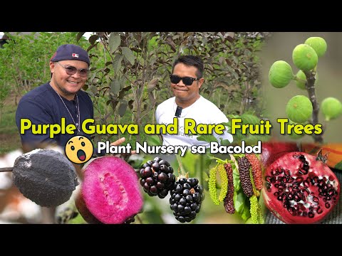 Purple Guava and Rare Fruit Trees, Plant Nursery sa Bacolod