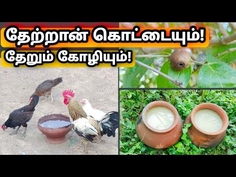 ஒரு தேற்றான் கொட்டை ஒரு பண்ணைக்கு வரும் நோய்களை நெருங்க விடாது! எப்படி?