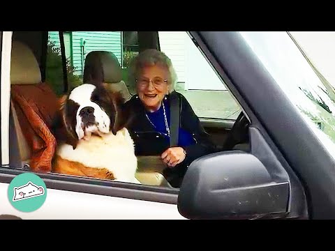 True Love Story: The Adventures Of Miss Sally and Brody | Cuddle Dogs