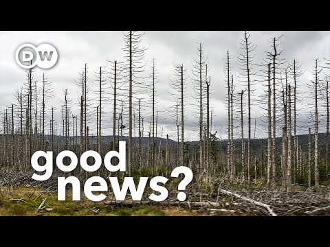 Why Europe's dying forests could be good news