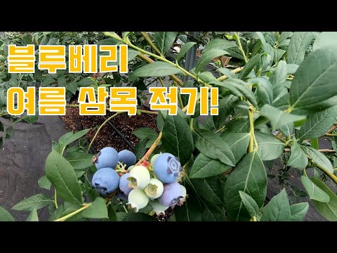 블루 베리 여름 삼목 적기!