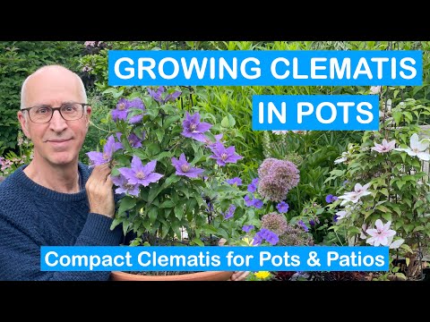 GROWING CLEMATIS IN POTS – How to Grow Dwarf & Compact Clematis / Pots & Patios / Small Gardens